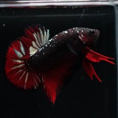 画像4: HMPK　ブラックカッパースター (4)