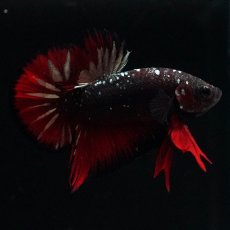 画像6: HMPK　ブラックカッパースター (6)