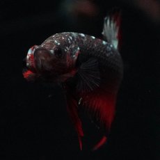 画像3: HMPK　ブラックカッパースター (3)