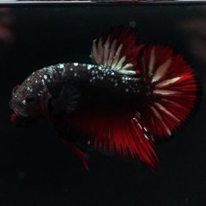 画像2: HMPK　ブラックカッパースター (2)