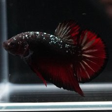 画像5: HMPK　ブラックカッパースター (5)