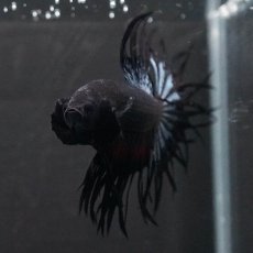 画像3: KCT　ブラックオーキッド (3)