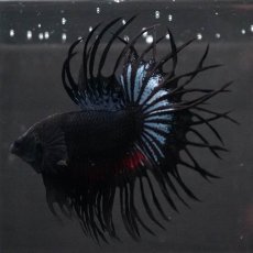 画像8: KCT　ブラックオーキッド (8)