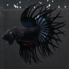 画像7: KCT　ブラックオーキッド (7)