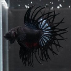 画像5: KCT　ブラックオーキッド (5)