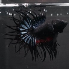 画像1: KCT　ブラックオーキッド (1)