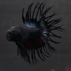 画像2: KCT　ブラックオーキッド (2)