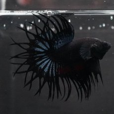 画像6: KCT　ブラックオーキッド (6)