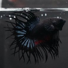 画像4: KCT　ブラックオーキッド (4)