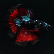 画像8: HM　ブラックスター (8)