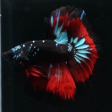 画像11: HM　ブラックスター (11)