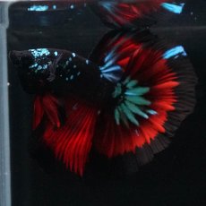 画像10: HM　ブラックスター (10)