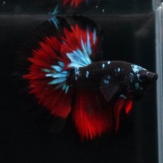 画像6: HM　ブラックスター (6)