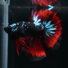 画像9: HM　ブラックスター (9)