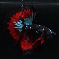 画像4: HM　ブラックスター (4)