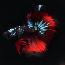 画像1: HM　ブラックスター (1)