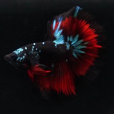 画像5: HM　ブラックスター (5)