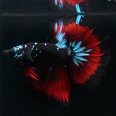 画像3: HM　ブラックスター (3)