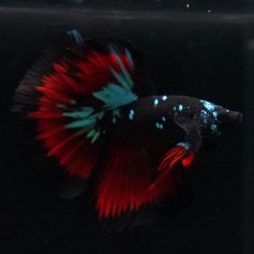 画像2: HM　ブラックスター (2)