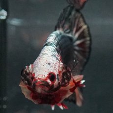 画像3: GHMPK　キャンディカッパー (3)