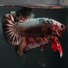 画像10: GHMPK　キャンディカッパー (10)