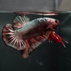 画像9: GHMPK　キャンディカッパー (9)