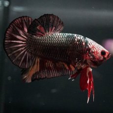 画像8: GHMPK　キャンディカッパー (8)