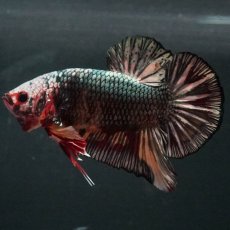 画像7: GHMPK　キャンディカッパー (7)