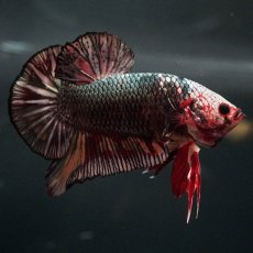 画像1: GHMPK　キャンディカッパー (1)