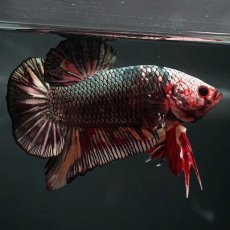 画像6: GHMPK　キャンディカッパー (6)