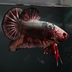 画像4: GHMPK　キャンディカッパー (4)