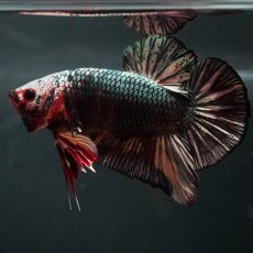 画像5: GHMPK　キャンディカッパー (5)