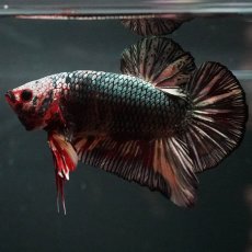 画像2: GHMPK　キャンディカッパー (2)