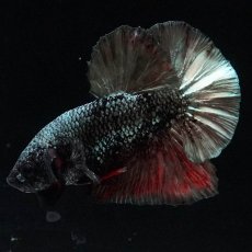 画像7: HMPK　ブラックカッパースター (7)