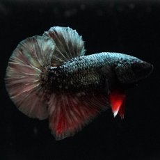 画像2: HMPK　ブラックカッパースター (2)