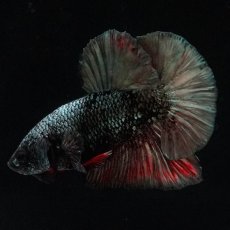 画像1: HMPK　ブラックカッパースター (1)