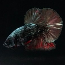 画像3: HMPK　ブラックカッパースター (3)