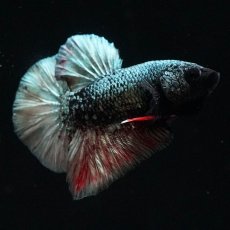 画像6: HMPK　ブラックカッパースター (6)