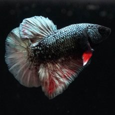 画像4: HMPK　ブラックカッパースター (4)