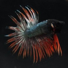 画像7: CT　オレンジカッパー (7)