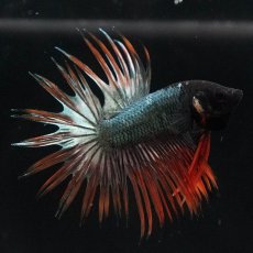 画像4: CT　オレンジカッパー (4)