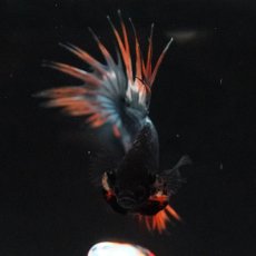 画像3: CT　オレンジカッパー (3)