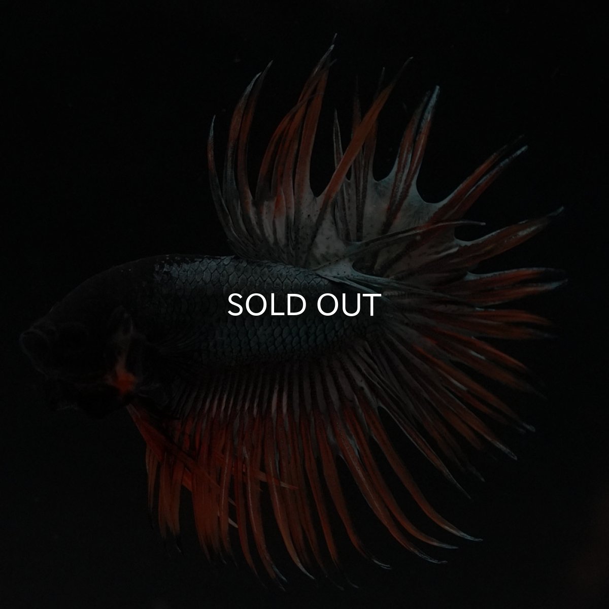 画像2: CT　オレンジカッパー (2)