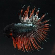 画像2: CT　オレンジカッパー (2)