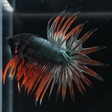 画像6: CT　オレンジカッパー (6)