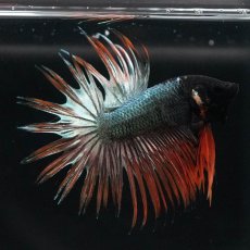 画像1: CT　オレンジカッパー (1)