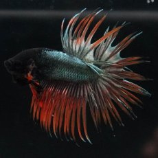 画像5: CT　オレンジカッパー (5)