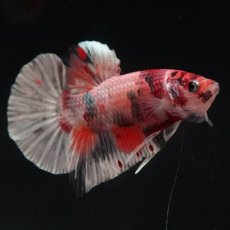 画像3: HMPK　キャンディカッパー (3)