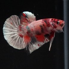 画像5: HMPK　キャンディカッパー (5)