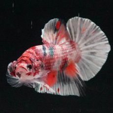 画像9: HMPK　キャンディカッパー (9)